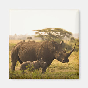 Ein Rhino mit ihrem Baby Magnet