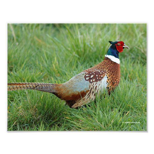 Ein Ring-Necked Pheasant überquert die Straße Fotodruck (Vorne)