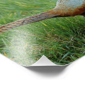 Ein Ring-Necked Pheasant überquert die Straße Fotodruck (Ecke)