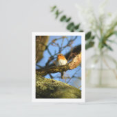 Ein Robin im alten Eichenbaum Postkarte (Stehend Vorderseite)