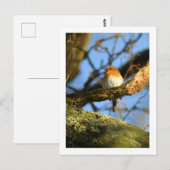 Ein Robin im alten Eichenbaum Postkarte (Vorne/Hinten)
