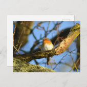 Ein Robin im alten Eichenbaum Postkarte (Vorne/Hinten)