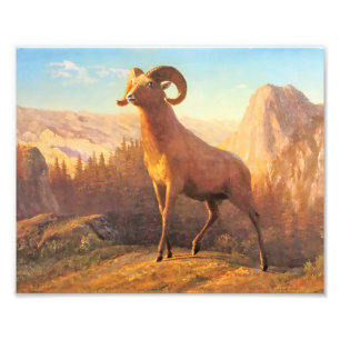 Ein Rocky Mountain Schaf von A. Bierstadt Fotodruck