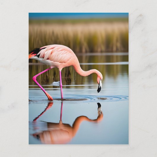 Ein rosa Flamingo, das seine Reflexion im Wasser s Postkarte (Vorderseite)