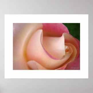Ein rosa Rosenplakat surfen Poster