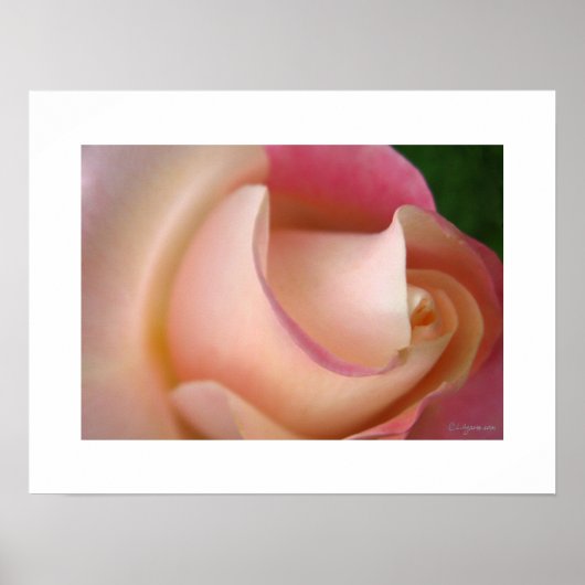 Ein rosa Rosenplakat surfen Poster (Vorne)