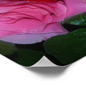 Ein Rose-Trio Poster (Ecke)