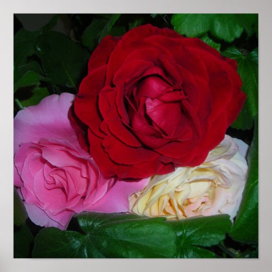Ein Rose-Trio Poster (Vorne)