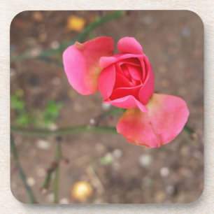 Ein Rosebud im November Getränkeuntersetzer