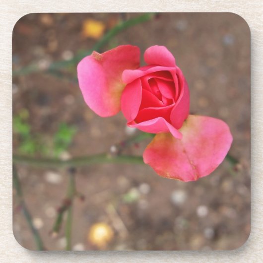 Ein Rosebud im November Getränkeuntersetzer (Vorderseite)