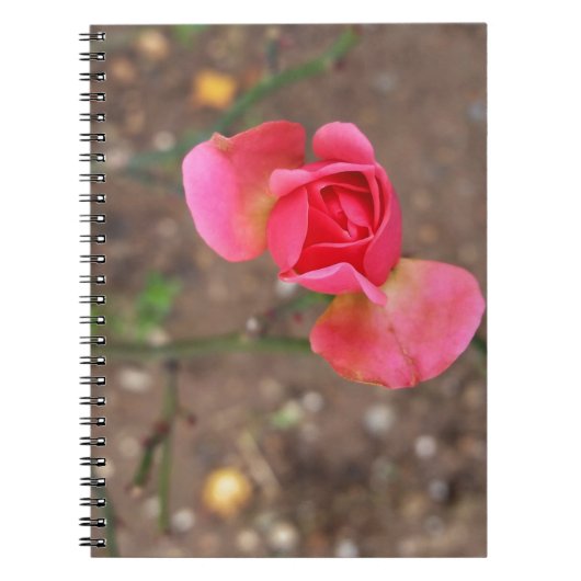 Ein Rosebud im November Notizblock (Vorderseite)