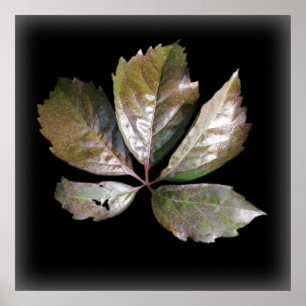 ein rostes Blatt Poster
