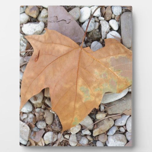 ein rostiges Kies-Blatt Fotoplatte (Vorderseite)