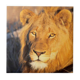 Ein rot gekleideter Löwe, der sich die Kamera ansc Fliese