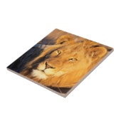 Ein rot gekleideter Löwe, der sich die Kamera ansc Fliese (Seite)