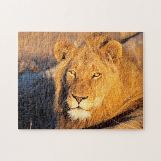 Ein rot gekleideter Löwe, der sich die Kamera ansc Puzzle (Horizontal)