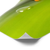 Ein Rotaugen-Laubfrosch Poster (Ecke)