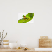 Ein Rotaugen-Laubfrosch Poster (Küche)