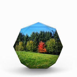 Ein Roter Baum Fotoblock