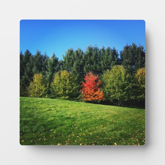 Ein Roter Baum Fotoplatte (Vorderseite)