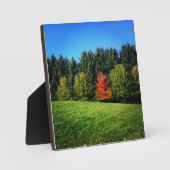 Ein Roter Baum Fotoplatte (Vorderseite)