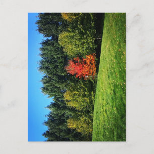 Ein Roter Baum Postkarte