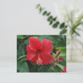 Ein roter Hibiskus Postkarte (Stehend Vorderseite)