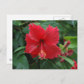 Ein roter Hibiskus Postkarte (Vorne/Hinten)