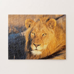 Ein roter Löwe mit Mähne, der in die Kamera schaut Puzzle
