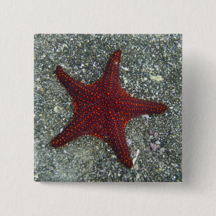 Ein roter Starfish Galapagos, Equador Button