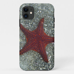 Ein roter Starfish Galapagos, Equador Case-Mate iPhone Hülle