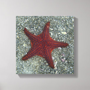Ein roter Starfish Galapagos, Equador Leinwanddruck
