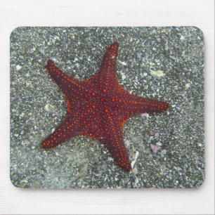 Ein roter Starfish Galapagos, Equador Mousepad