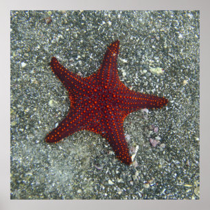 Ein roter Starfish   Galapagos, Equador Poster