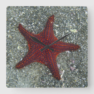 Ein roter Starfish   Galapagos, Equador Quadratische Wanduhr