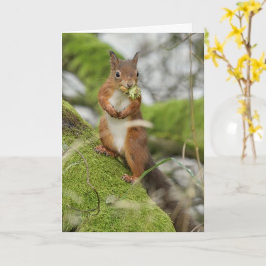Ein rotes Eichhörnchen, das Nüsse sammelt Karte (Gelbe Blume)