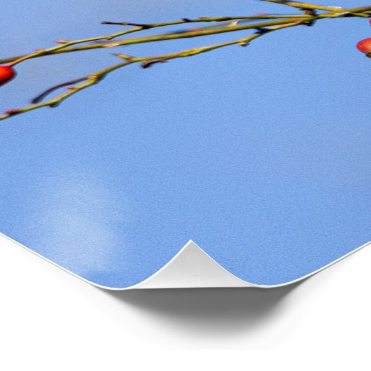 Ein rotes Eichhörnchen Poster (Ecke)