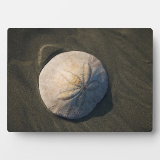 Ein Sand Dollar am Strand Fotoplatte (Vorderseite)