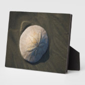 Ein Sand Dollar am Strand Fotoplatte (Seite)