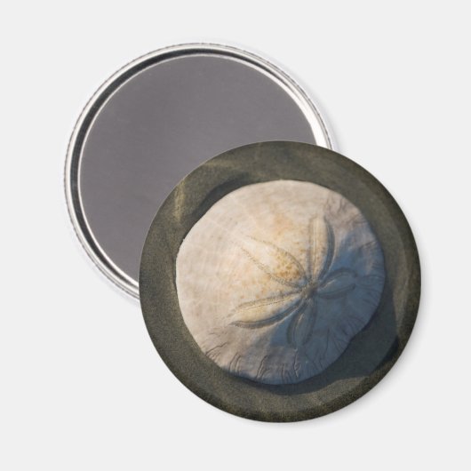 Ein Sand Dollar am Strand Magnet (Vorderseite/Rückseite)
