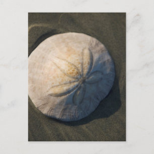 Ein Sand-Dollar auf dem Strand Postkarte