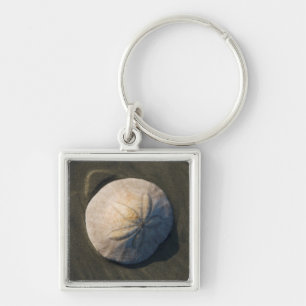 Ein Sand-Dollar auf dem Strand Schlüsselanhänger