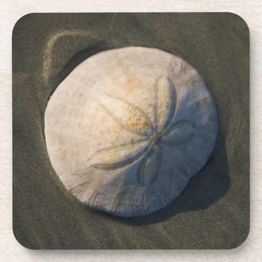 Ein Sand-Dollar auf dem Strand Untersetzer (Vorderseite)