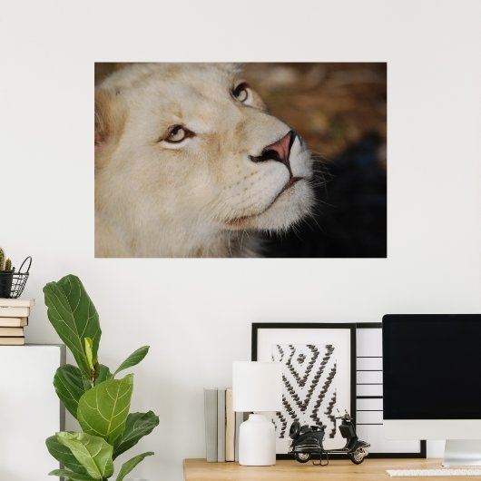 Ein sanfter Löwe steht Südafrika gegenüber Poster (Heimbüro)