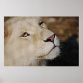 Ein sanfter Löwe steht Südafrika gegenüber Poster (Vorne)