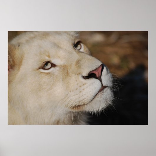 Ein sanfter Löwe steht Südafrika gegenüber Poster (Vorne)