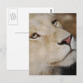 Ein sanfter Löwe steht Südafrika gegenüber Postkarte (Vorne/Hinten)