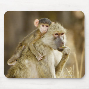 Ein Säugling Gelb-Pavian (Papio Mousepad