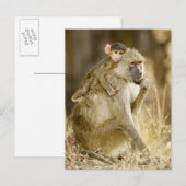 Ein Säugling Yellow Baboon (Papio Postkarte (Vorne/Hinten)