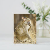 Ein Säugling Yellow Baboon (Papio Postkarte (Stehend Vorderseite)